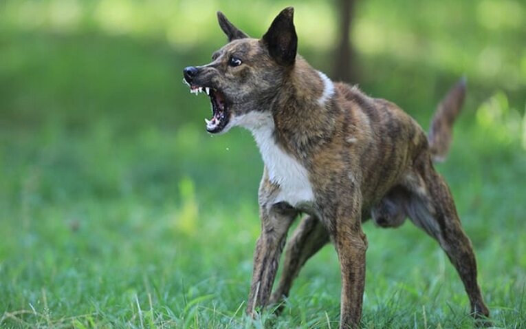 Kenali Bahaya Penyakit Rabies Pada Anjing