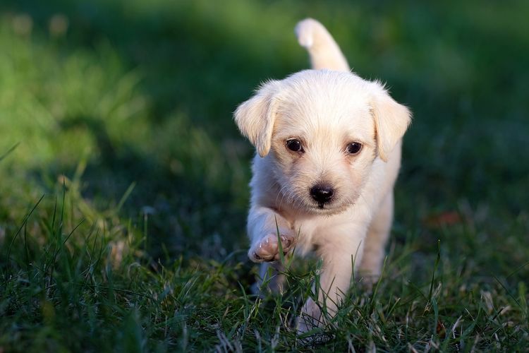 5 Alasan Anak Anjing Baik untuk Dijadikan Hewan Peliharaan