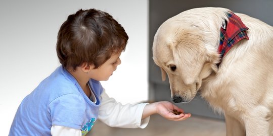 7 Macam Anjing Peliharaan yang Ramah untuk Keluarga di Rumah