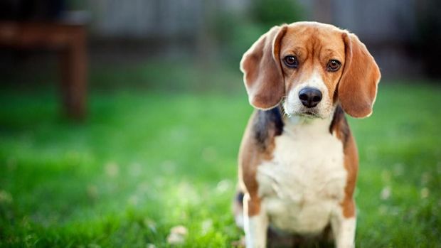 7 Ras Anjing yang Cocok Jadi Hewan Peliharaan Anak