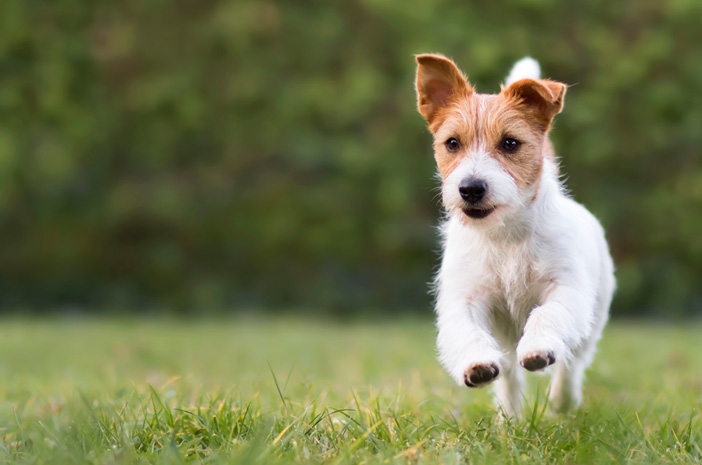 5 Jenis Olahraga Menyenangkan untuk Anjing Peliharaan